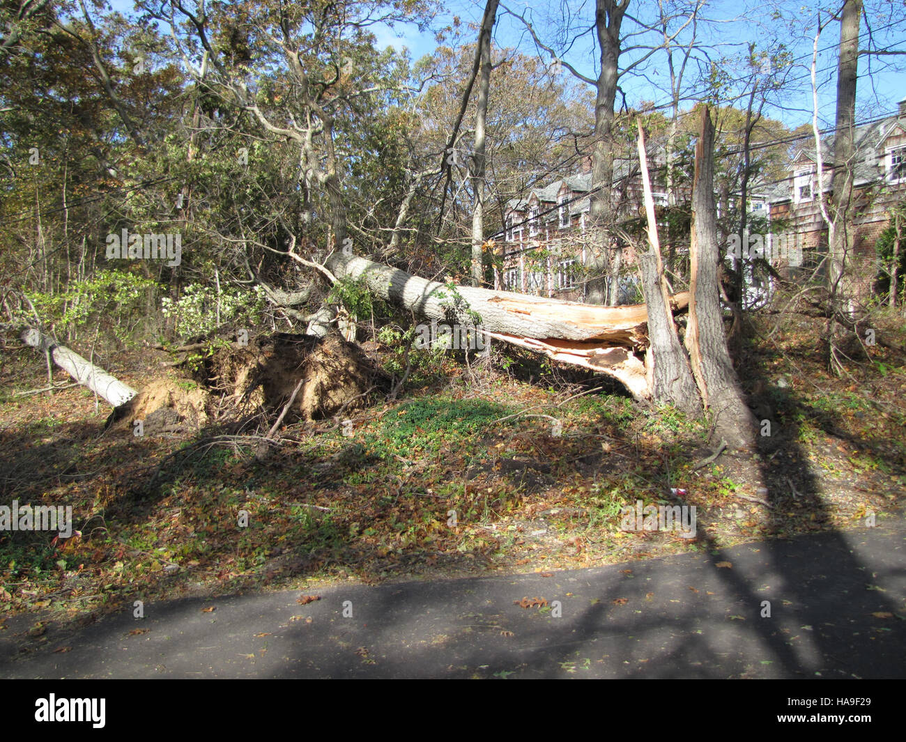 I danni alla linea elettrica al Target Rock National Wildlife Refuge di New York hanno sollevato preoccupazioni circa la distruzione dell'habitat e gli sforzi in corso per preservare la salute ecologica dell'area. Foto Stock