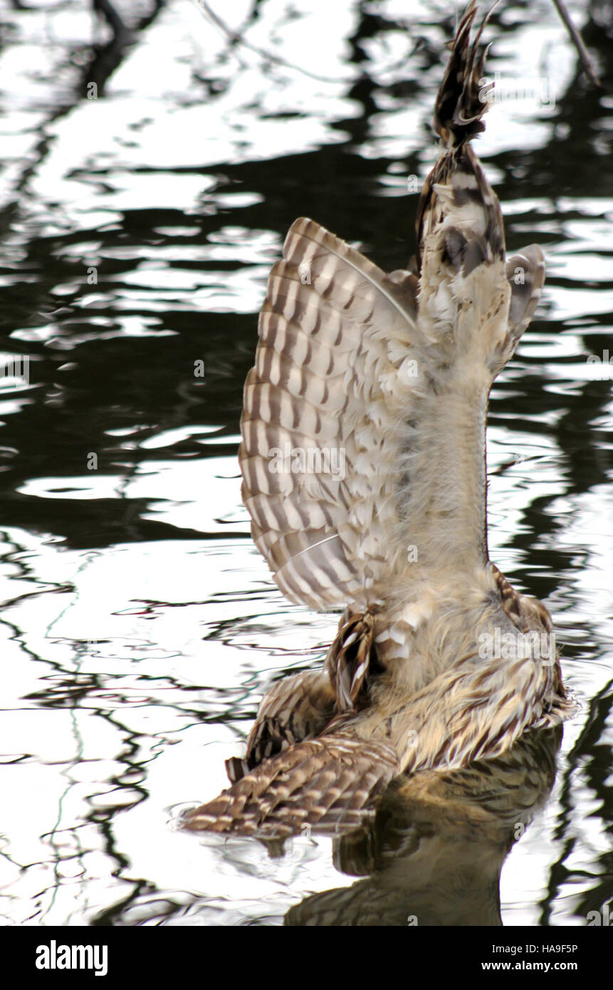 Un gufo barrato trovato in un parco nazionale intrappolato nella lenza di pesca, che illustra l'impatto negativo delle attività umane sulla fauna selvatica. Questa immagine evidenzia la necessità di un comportamento responsabile e di una conservazione ambientale per proteggere gli habitat naturali. Foto Stock