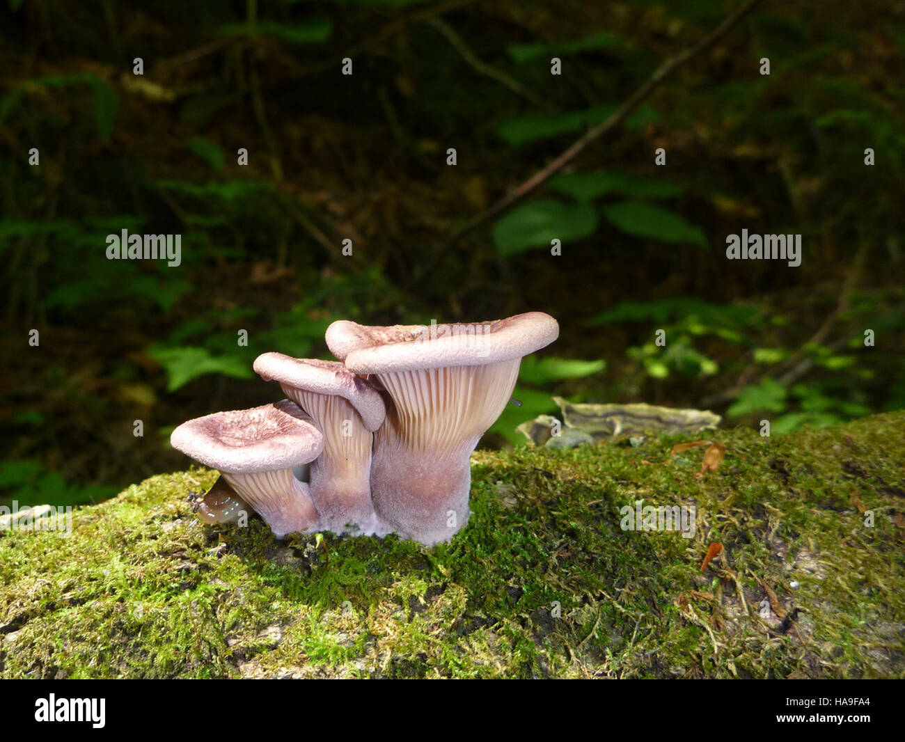 Il Concorso fotografico Mushrooms RO mostra la biodiversità dei funghi negli habitat naturali, concentrandosi sulle loro forme uniche e sul loro significato ecologico. Il concorso sottolinea l'importanza dei funghi negli ecosistemi e incoraggia l'impegno pubblico nei confronti della natura. Foto Stock