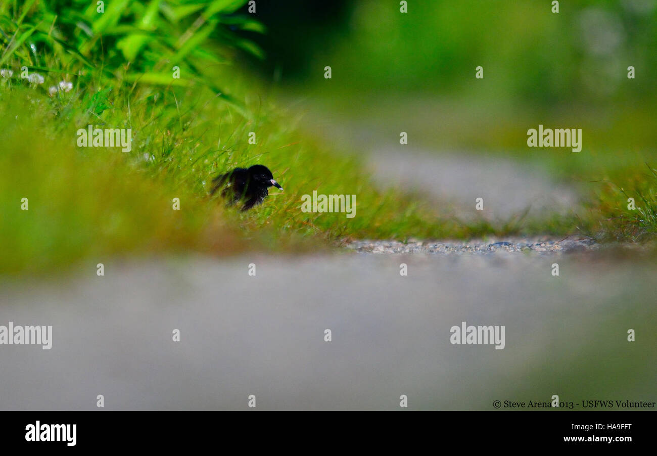Il Virginia Rail (Rallus limicola) è una specie di uccelli che si trova negli habitat delle zone umide. I pulcini appena nati sono osservati in natura, evidenziando il successo degli sforzi di conservazione delle specie nei parchi nazionali e nelle aree protette. Foto Stock