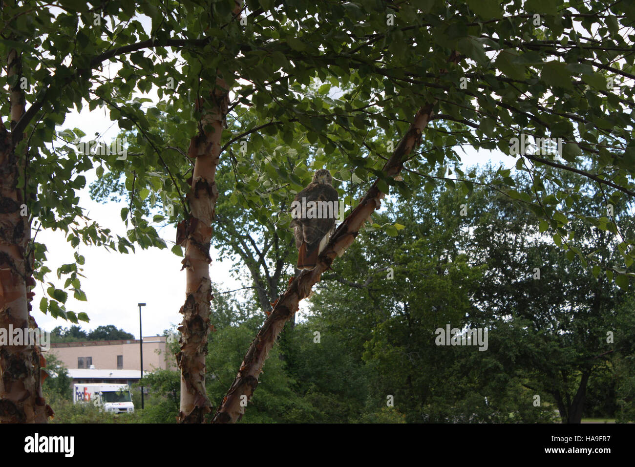 Un Falco dalla coda rossa osservato nel suo habitat naturale in un parco nazionale. La specie è nota per la sua acuta capacità di vista e di caccia. I parchi nazionali offrono spazi protetti per questi rapaci, garantendo la loro conservazione e offrendo ai visitatori l'opportunità di osservarli in natura. Foto Stock