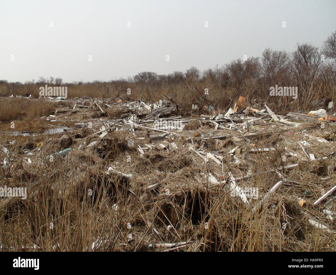 Debris on Lido Beach presso la Wildlife Management area mette in evidenza le sfide ambientali che devono affrontare gli ecosistemi costieri. L'area fa parte di un parco nazionale, dove gli sforzi si concentrano sulla conservazione e il ripristino degli habitat naturali colpiti dall'impatto umano e dagli eventi naturali. Foto Stock