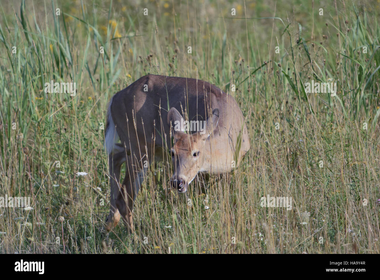 Il Flight 93 National Memorial onora i passeggeri e l'equipaggio che hanno combattuto contro i dirottatori l'11 settembre 2001. Il sito funge da luogo di riflessione, memoria e patriottismo. Foto Stock