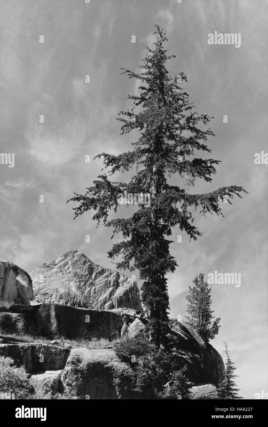 Questa immagine riflette il contributo fotografico di Ansel Adams al progetto murale (1941-1942), una collaborazione con il Dipartimento degli interni. Le sue iconiche immagini dei Parchi nazionali enfatizzavano la bellezza dei paesaggi naturali e la loro conservazione attraverso l'arte. Foto Stock