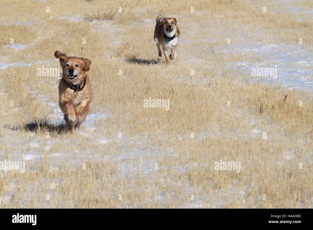 I cani giocano ed esplorano le vaste Buffalo Gap National Grasslands, mostrando la bellezza e gli ampi spazi aperti protetti in questa area del parco nazionale. Foto Stock I cani giocano ed esplorano le vaste Buffalo Gap National Grasslands, mostrando la bellezza e gli ampi spazi aperti protetti in questa area del parco nazionale. Foto Stock