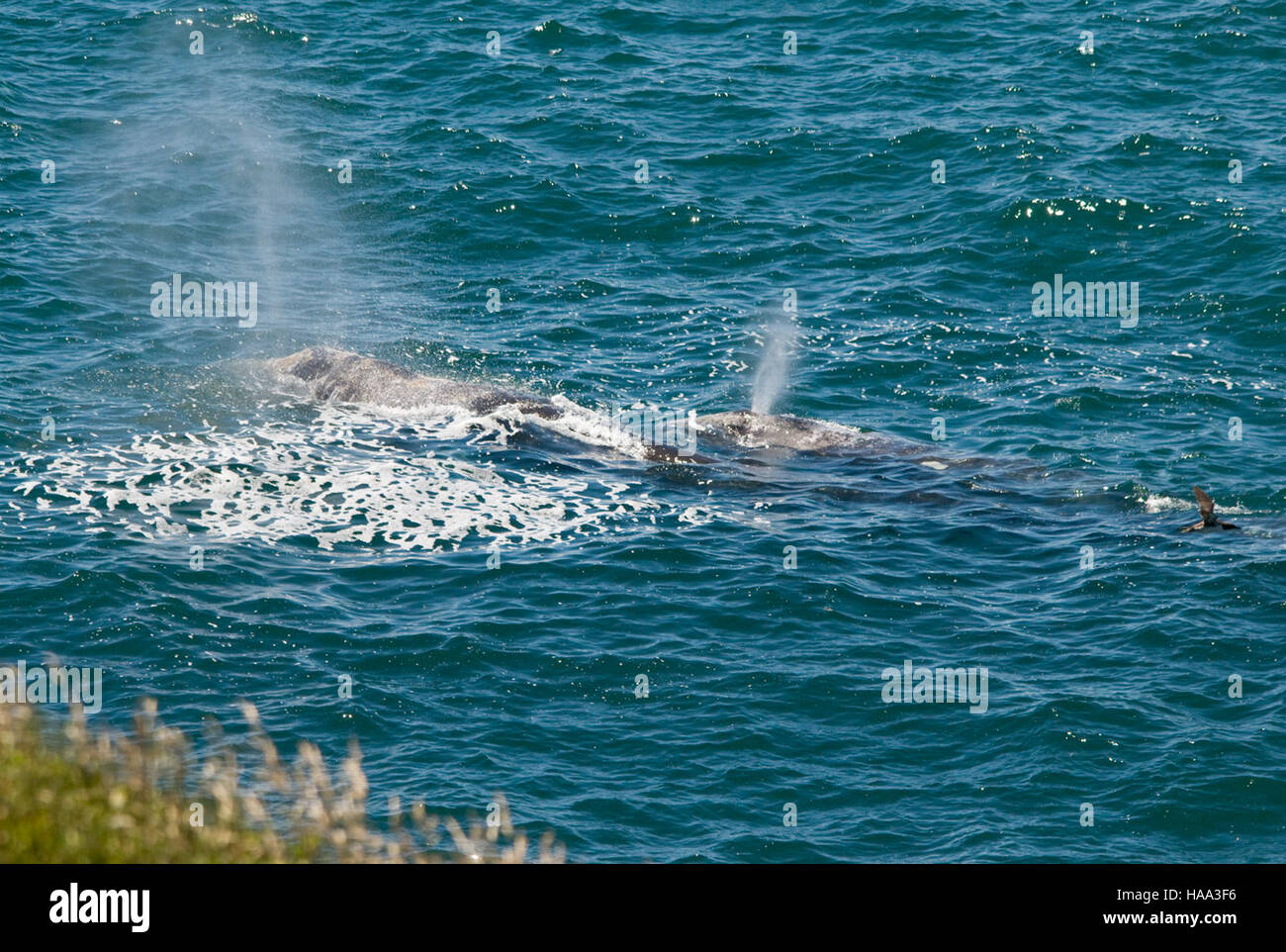 Un paio di balene grigie, conosciute come "mucche e vitello", vengono avvistate presso la Yaquina Head Outstanding Natural area, un sito protetto gestito dal Dipartimento degli interni, che mostra la fauna marina nel loro habitat naturale. Foto Stock