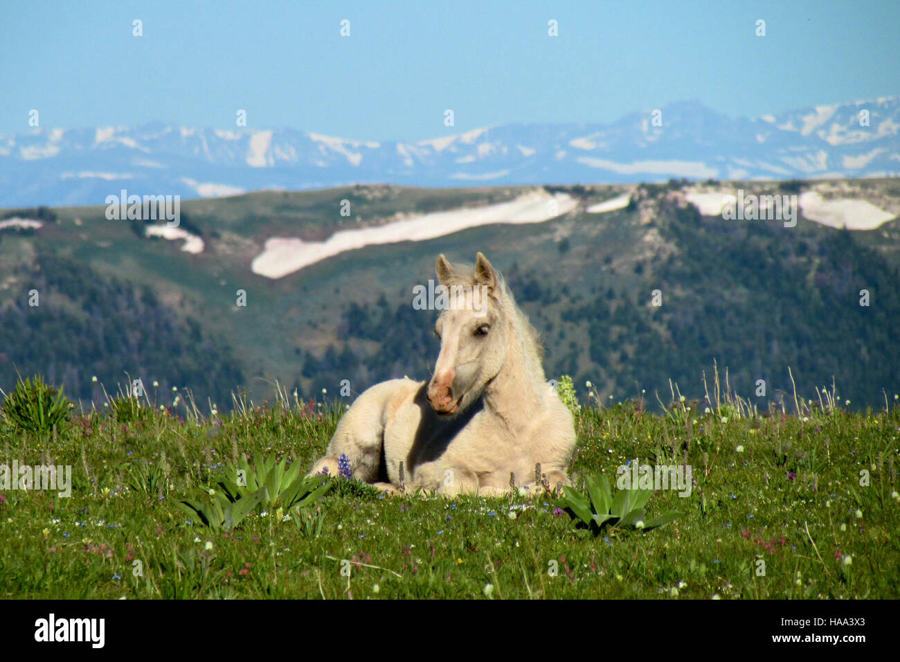 Una scena tranquilla proveniente da un parco nazionale cattura l'armonia tra natura e presenza umana, mostrando il paesaggio sereno e il valore ecologico del parco. Foto Stock