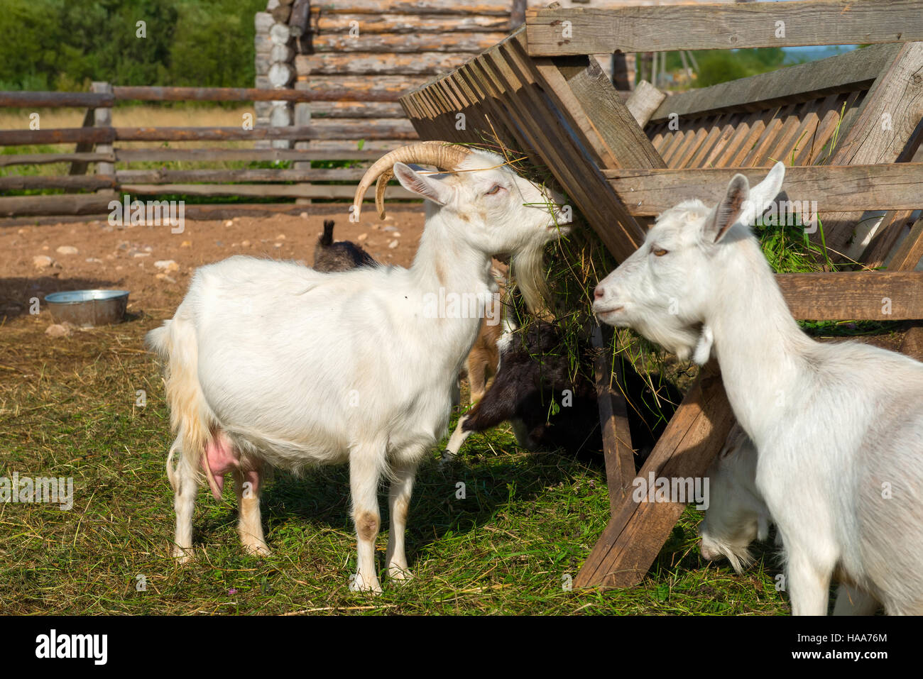 Capre di mangiare feed su una farm su una soleggiata giornata estiva Foto Stock