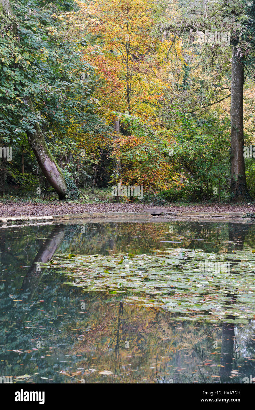 Shipton sotto Wychwood giardino selvaggio e boschi in autunno, Oxfordshire, Inghilterra Foto Stock