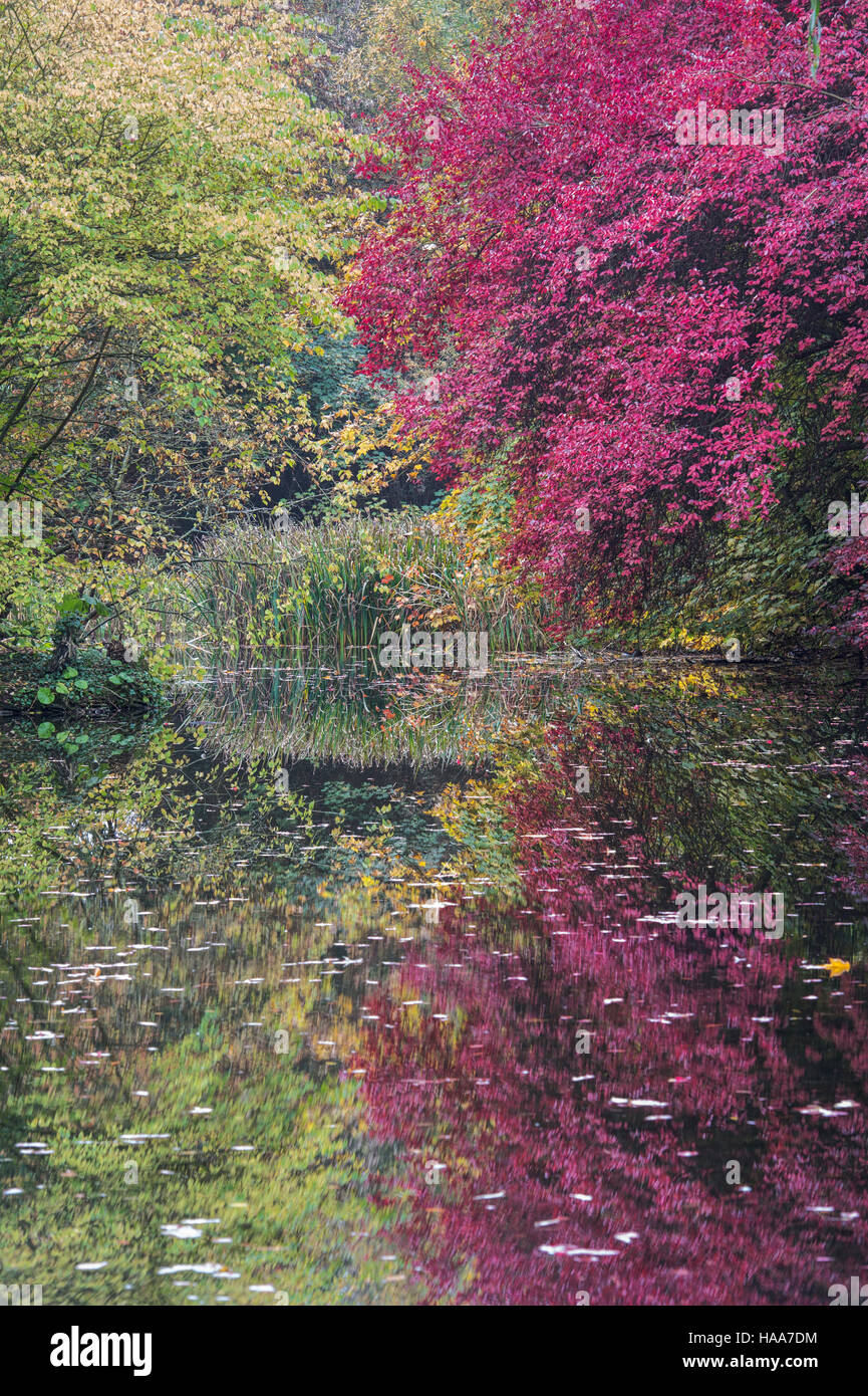 Shipton sotto Wychwood giardino selvaggio e boschi in autunno, Oxfordshire, Inghilterra Foto Stock