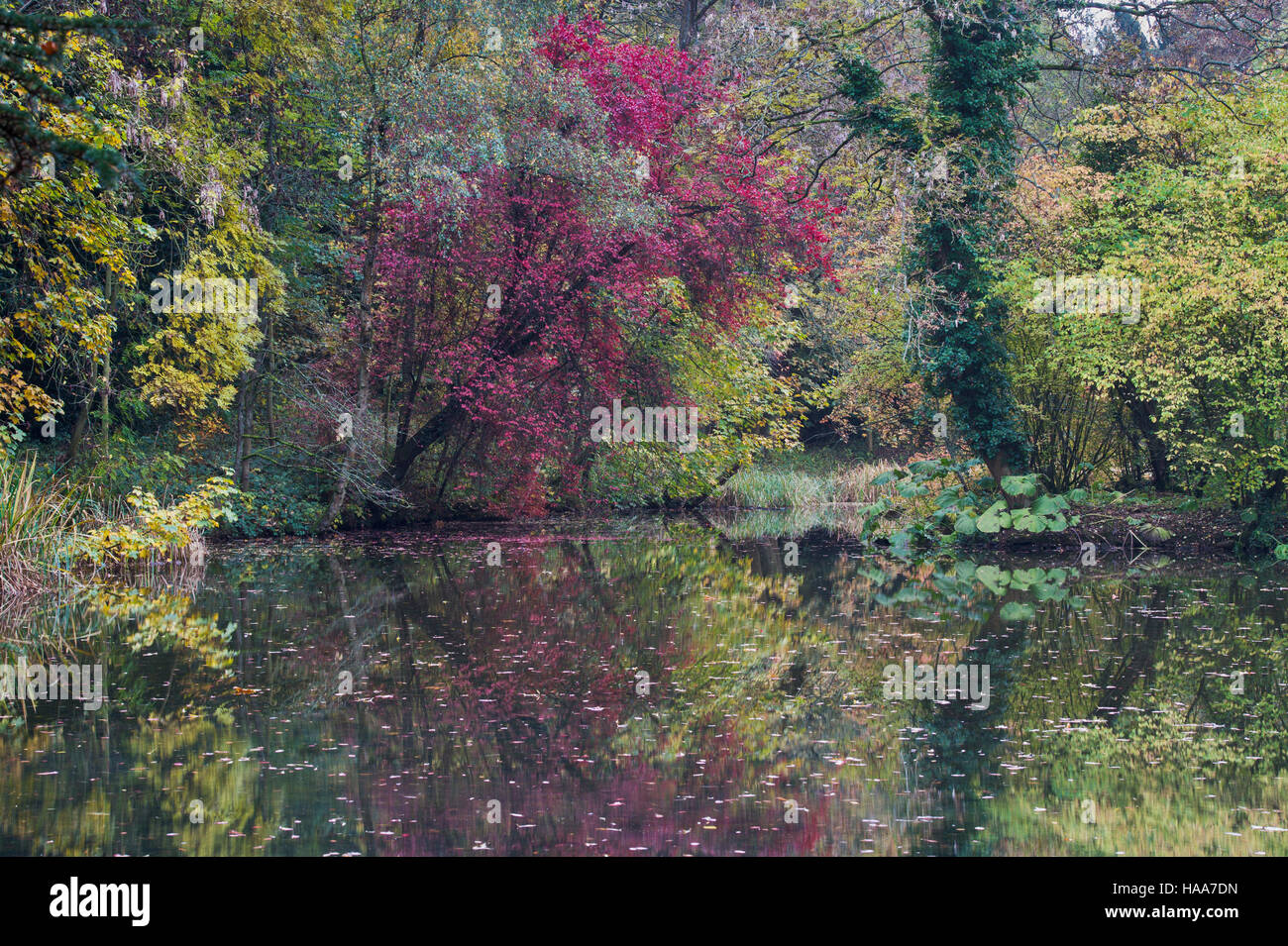 Shipton sotto Wychwood giardino selvaggio e boschi in autunno, Oxfordshire, Inghilterra Foto Stock