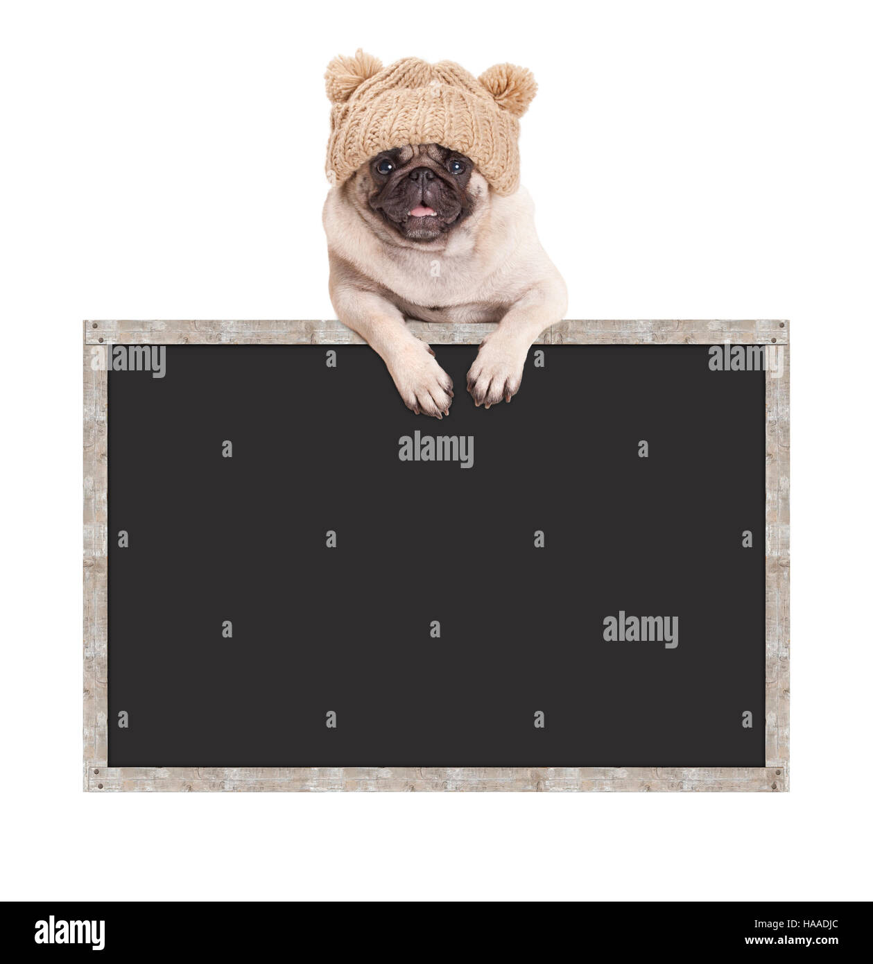 Pug cucciolo di cane con berretto lavorato a maglia, appeso con zampe sulla lavagna vuota segno con telaio in legno Foto Stock