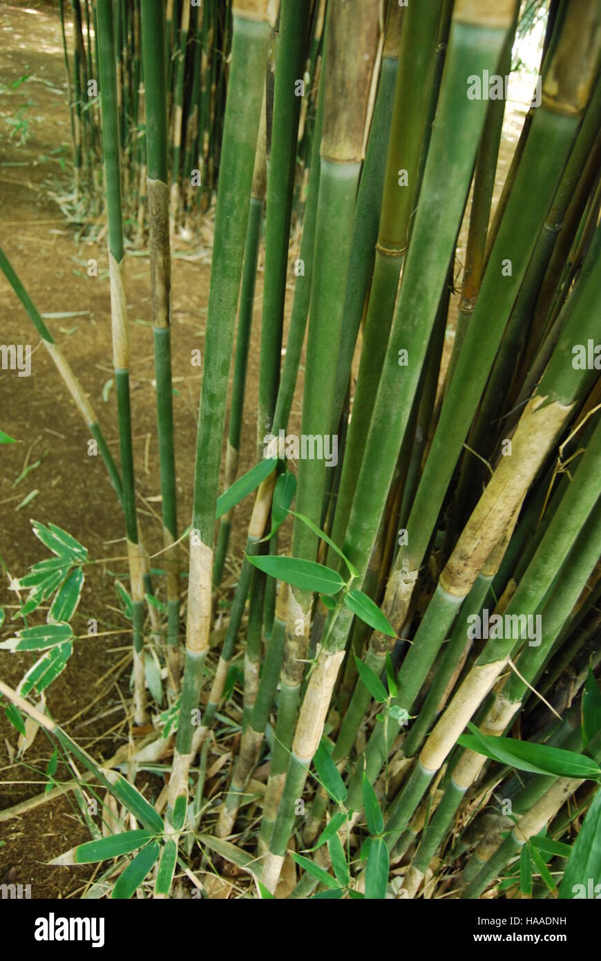 Pochi verde e marrone e steli di bambù vicino fino Foto Stock