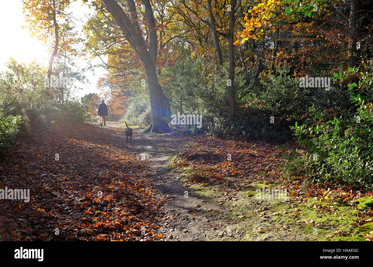 Uomo che cammina cane in autunno scena di bosco Foto Stock