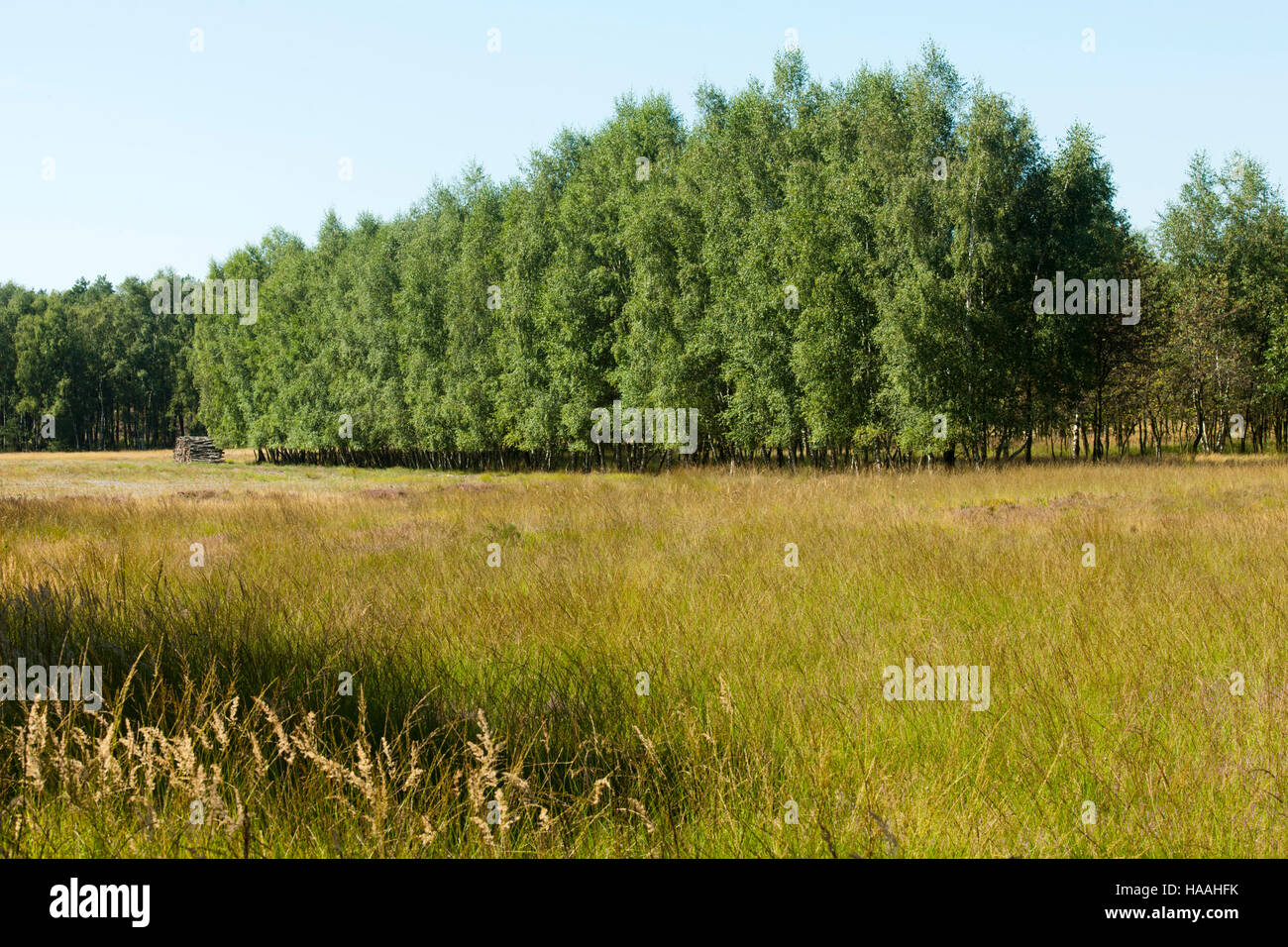 Deutschland, Renania settentrionale-Vestfalia, Kreis Viersen, Brüggen-Bracht, Naturpark Brachter Wald. Dieses etwa 1250 ettari grosse capitolo Gebiet war bis Mitte der neunziger Foto Stock