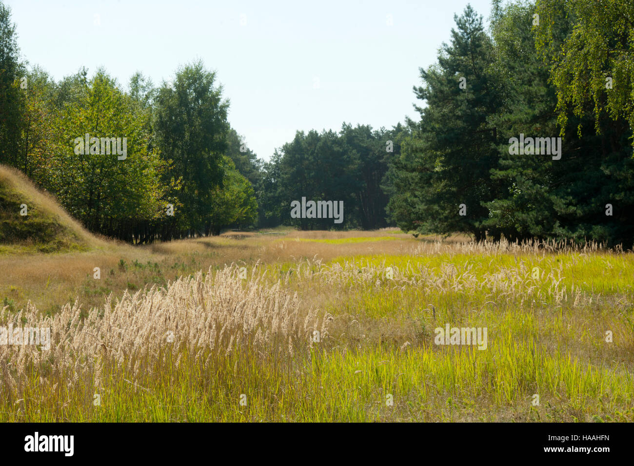 Deutschland, Renania settentrionale-Vestfalia, Kreis Viersen, Brüggen-Bracht, Naturpark Brachter Wald. Dieses etwa 1250 ettari grosse capitolo Gebiet war bis Mitte der neunziger Foto Stock