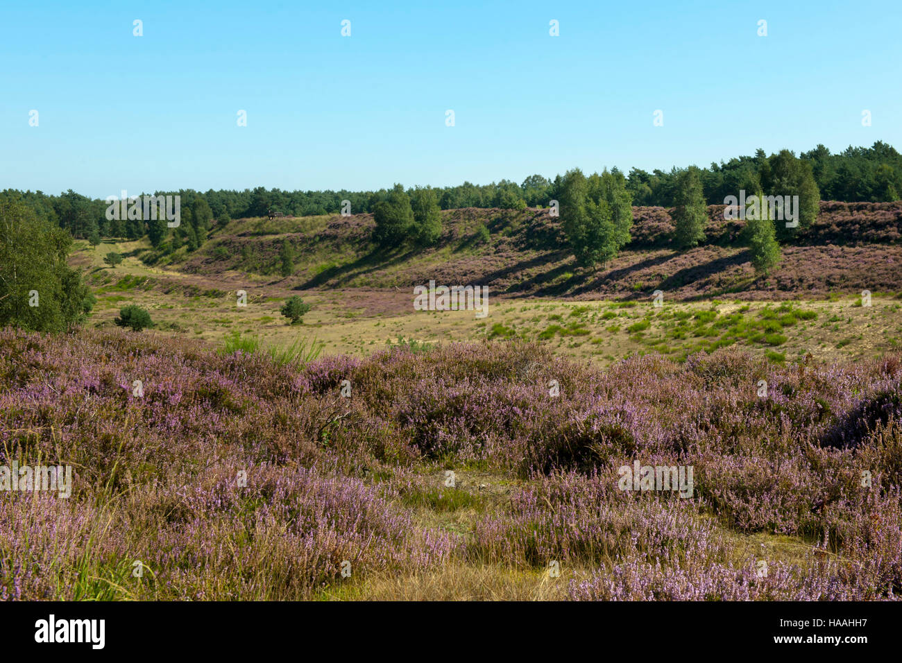 Deutschland, Renania settentrionale-Vestfalia, Kreis Viersen, Brüggen-Bracht, Naturpark Brachter Wald. Dieses etwa 1250 ettari grosse capitolo Gebiet war bis Mitte der neunziger Foto Stock