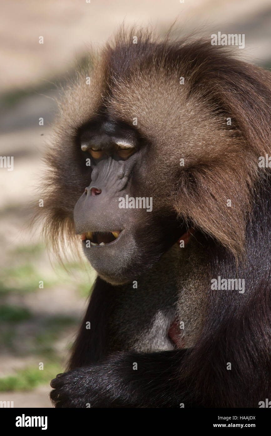 Babbuino Gelada (Theropithecus gelada), noto anche come lo spurgo-cuore scimmia a Brno Zoo in Moravia del Sud, Repubblica Ceca. Foto Stock