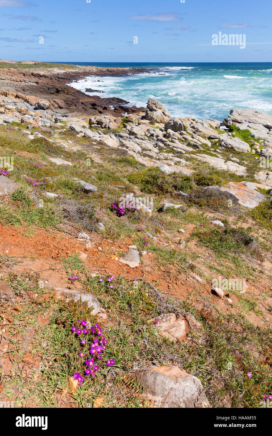 Fiori che crescono sulla costa, Capo di Buona Speranza National Park, Western Cape, Sud Africa Foto Stock