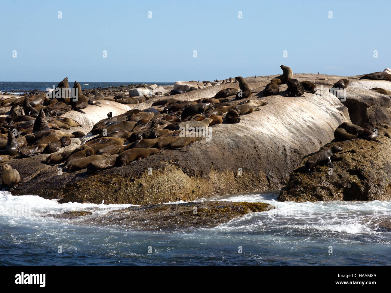 Capo le foche ( Arctocephalus pusillus ) sulla guarnizione Island ( Dyer Island ), Hout Bay, Città del Capo, Sud Africa Foto Stock