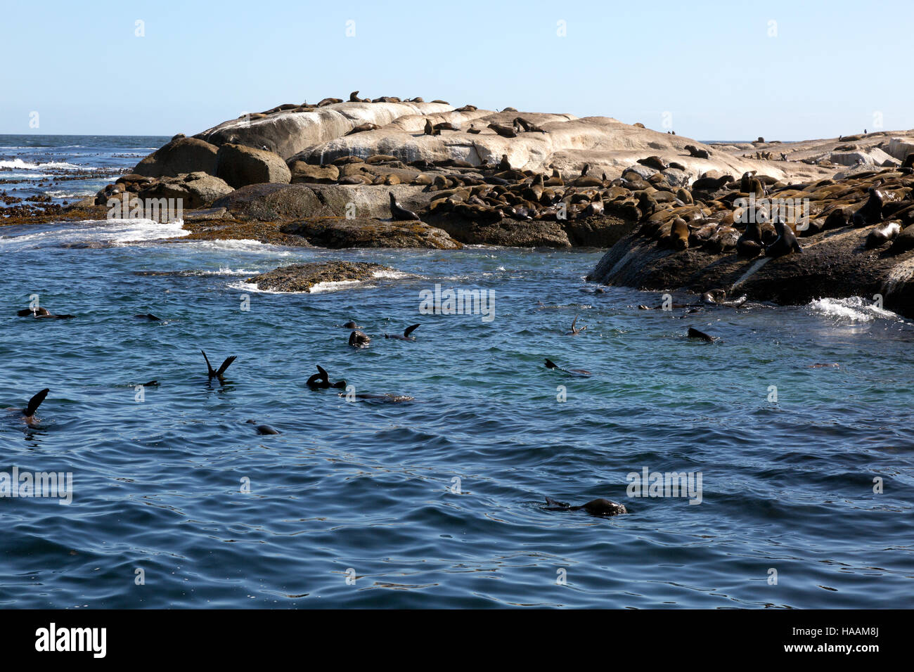 Le foche in Isola di tenuta ( Dyer Island ), , Hout Bay, Città del Capo Sud Africa Foto Stock