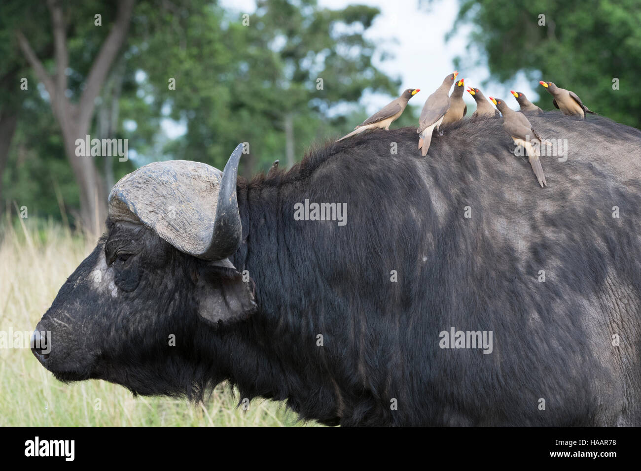 Giallo-fatturati oxpeckers (Buphagus africanus) seduto sul retro del capo buffalo (Syncerus caffer), il Masai Mara riserva nazionale, Kenya Foto Stock Giallo-fatturati oxpeckers (Buphagus africanus) seduto sul retro del capo buffalo (Syncerus caffer), il Masai Mara riserva nazionale, Kenya Foto Stock