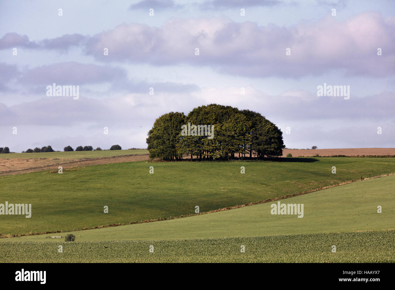 Intrico di alberi sulle dolci colline nei pressi di Avebury e la Ridgeway percorso nazionale nel Wiltshire Foto Stock