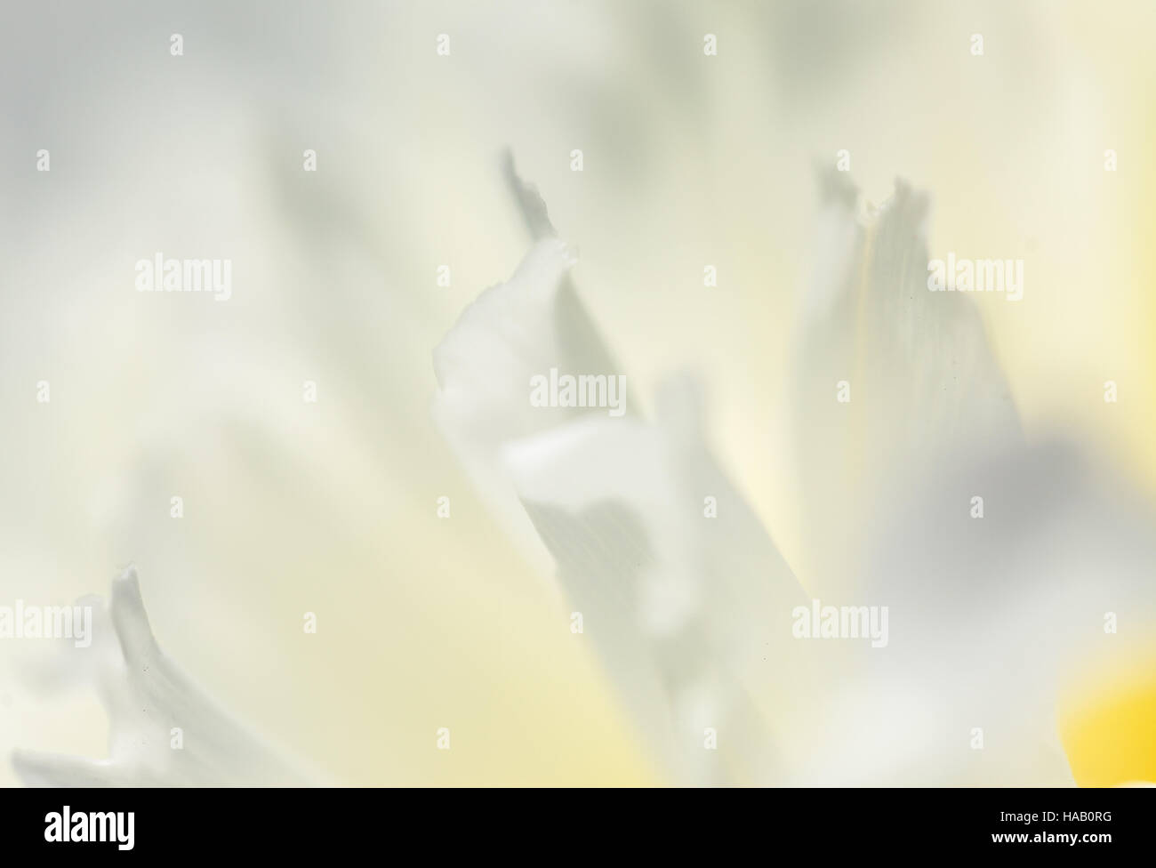 Close up fiore bianco petalo, teal, soft immagine da sogno Foto Stock