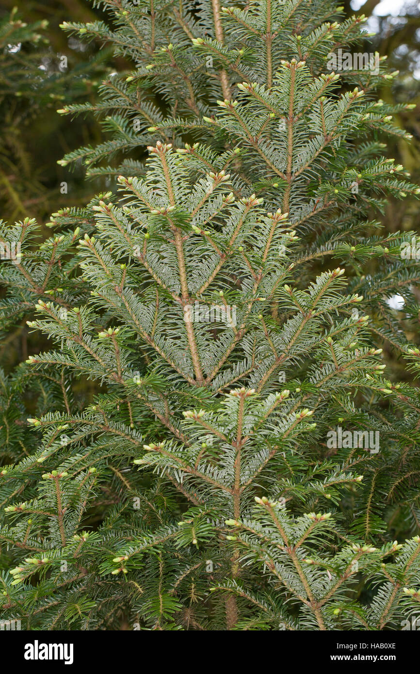 Weiß-Tanne, Weißtanne, Weisstanne, Edeltanne, Silbertanne, Tanne, Abies alba, Europeo abete bianco, argento-fir Foto Stock