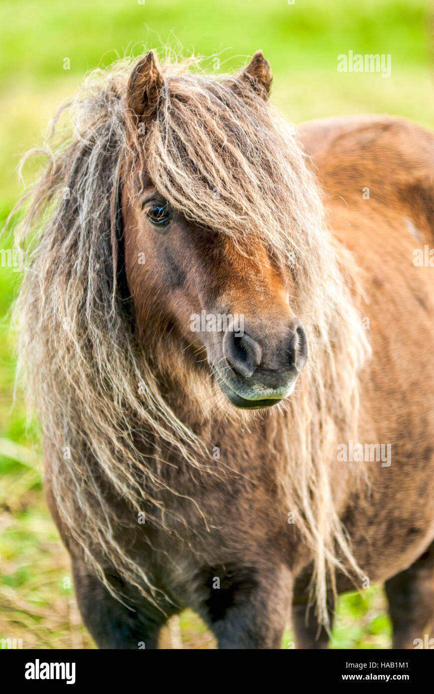 Ritratto di una pony di Shetland, Isola di Shetland, Scozia, Regno Unito Foto Stock
