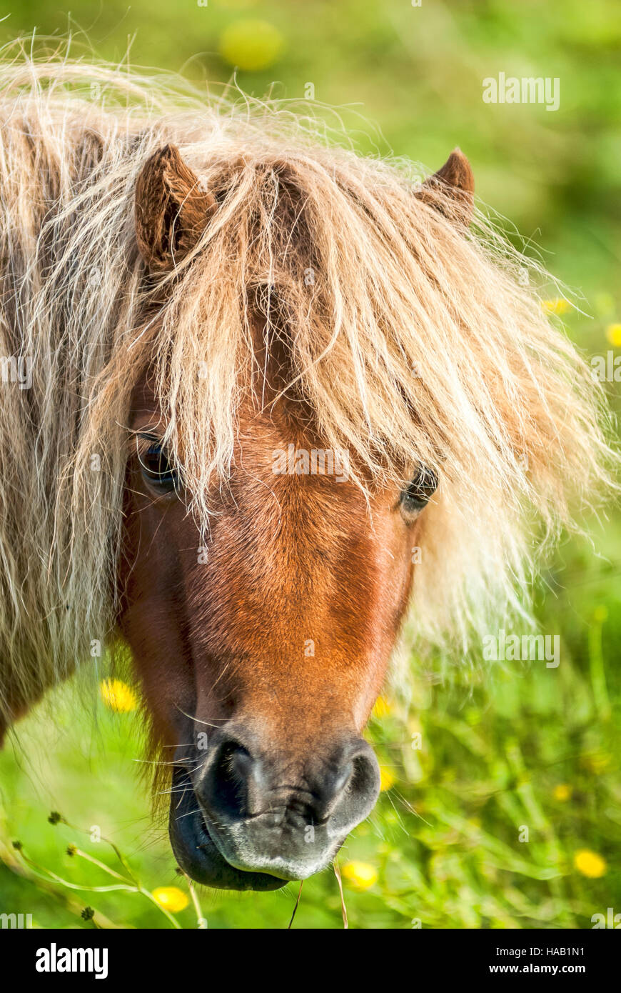Ritratto di una pony di Shetland, Isola di Shetland, Scozia, Regno Unito Foto Stock