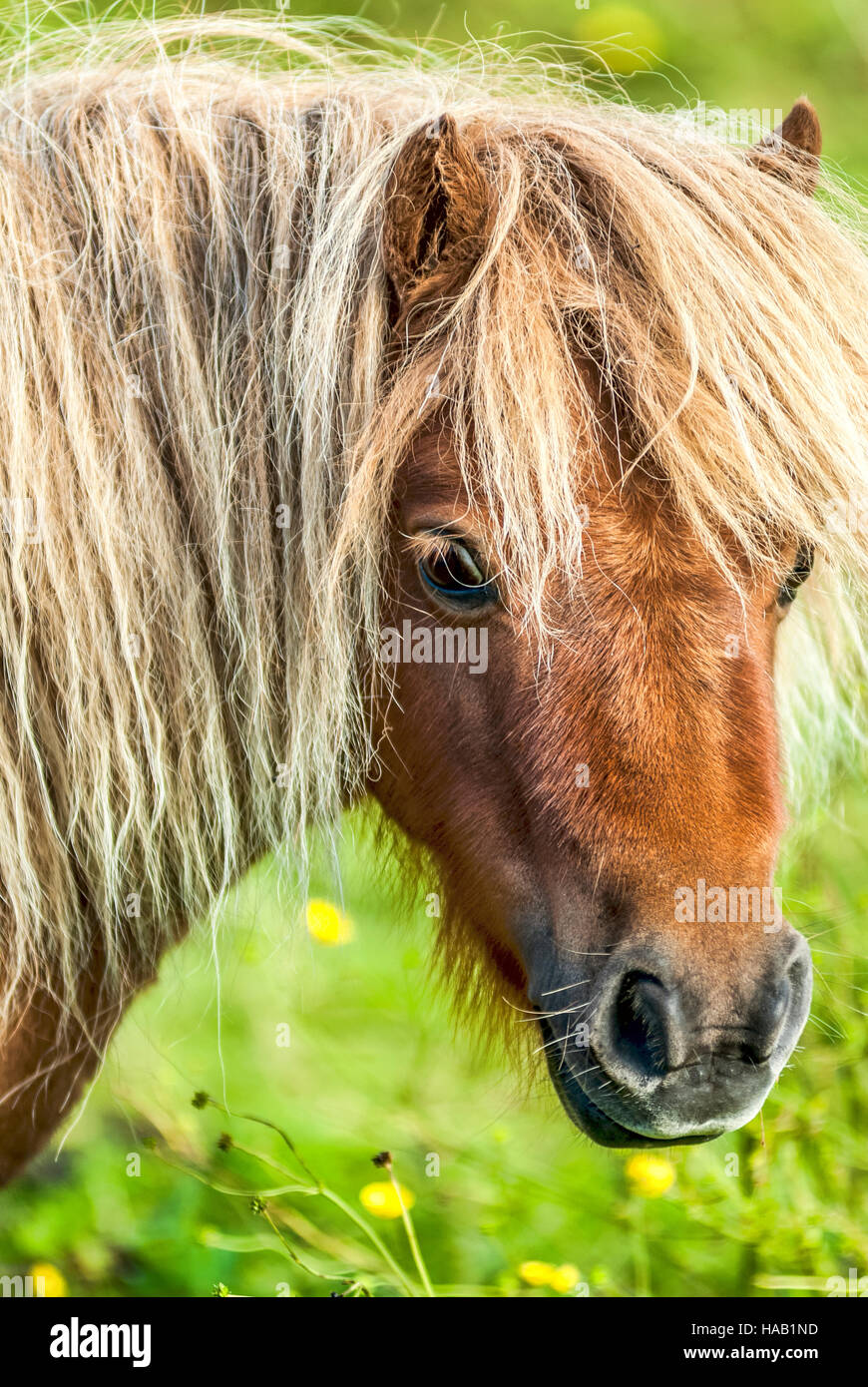 Ritratto di una pony di Shetland, Isola di Shetland, Scozia, Regno Unito Foto Stock