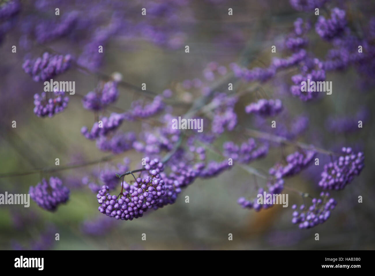 Beautyberry viola viola autunno bacche Callicarpa dichotoma Foto Stock