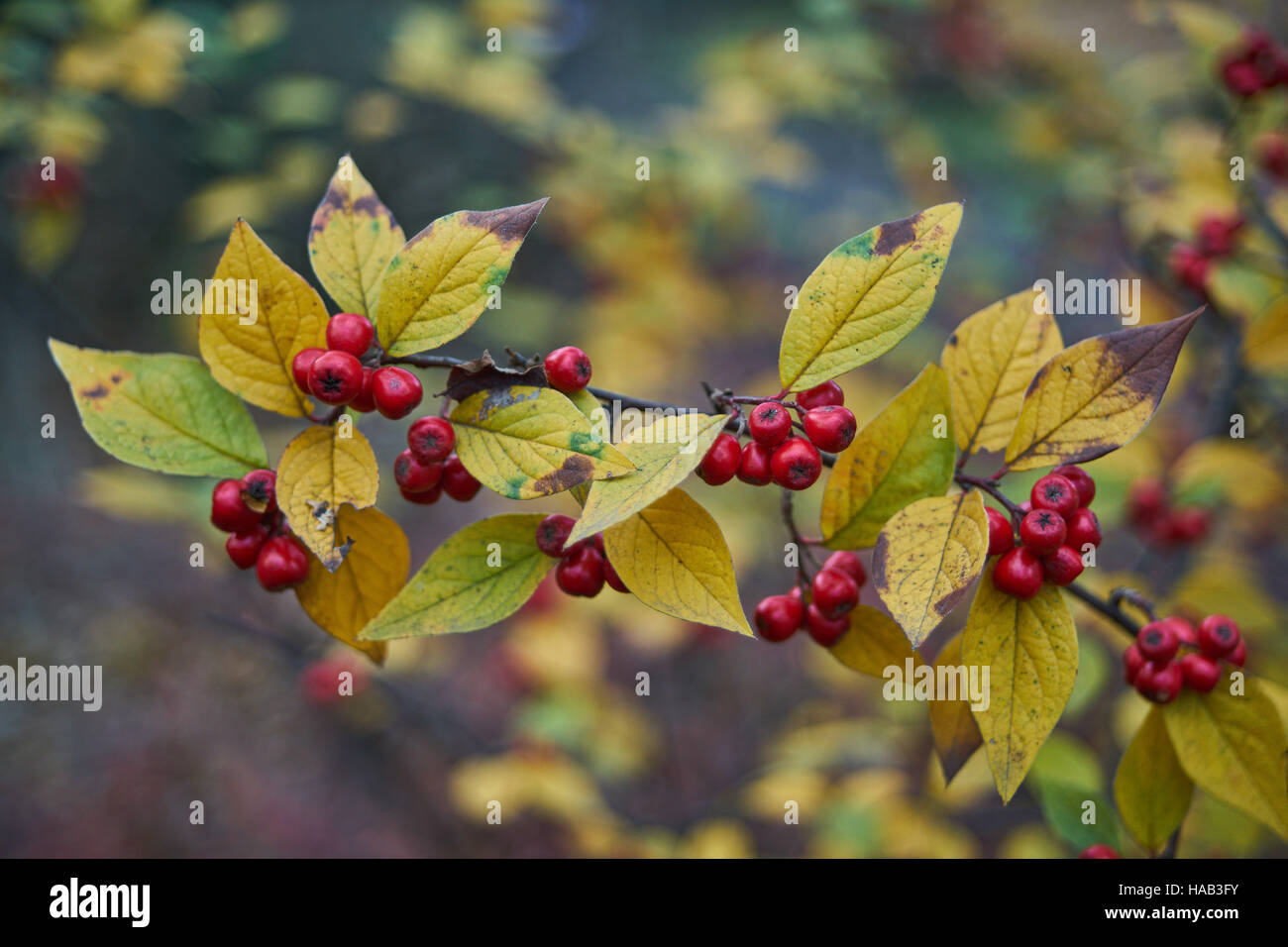 Cotoneaster Giallo autunno foglie e bacche rosse Foto Stock