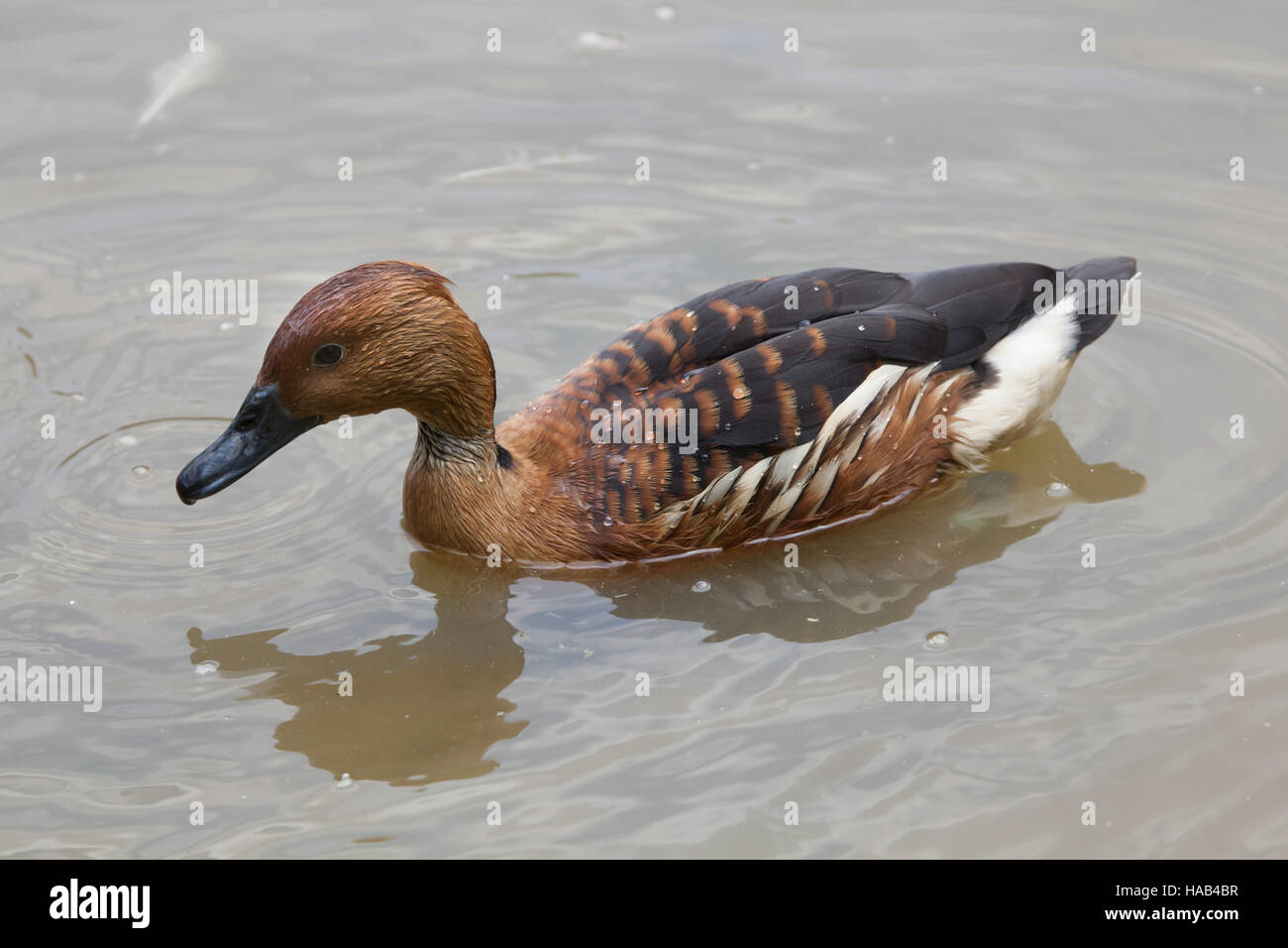Sibilo Fulvous anatra (Dendrocygna bicolor), noto anche come la struttura fulvous anatra. Foto Stock