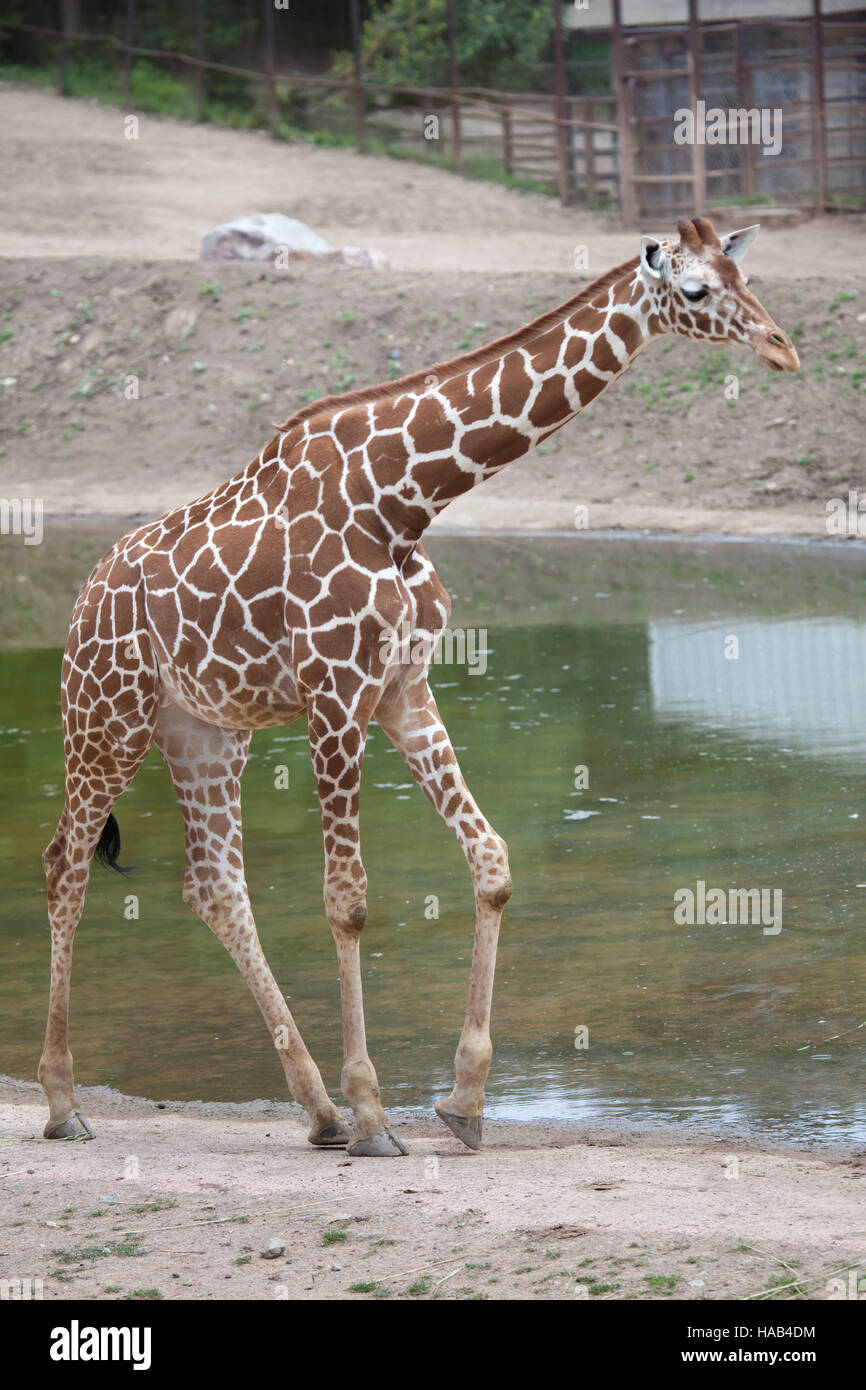 Giraffe reticolate (Giraffa camelopardalis reticulata), noto anche come la giraffa somala presso lo Zoo di Brno in Moravia del Sud, Repubblica Ceca. Foto Stock