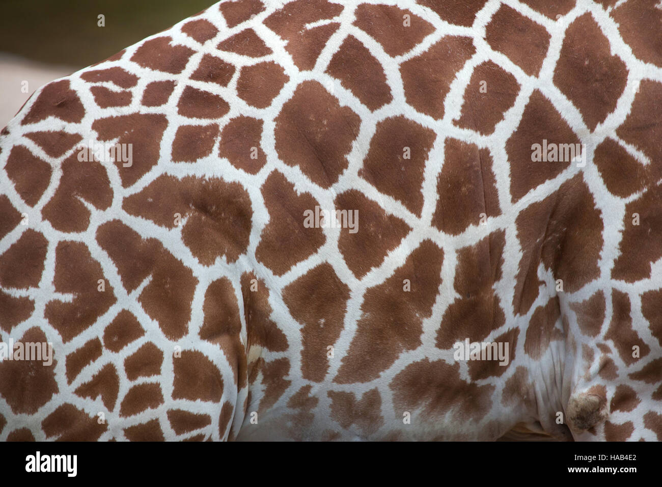 Giraffe reticolate (Giraffa camelopardalis reticulata), noto anche come la giraffa somala. La texture della pelle. Foto Stock