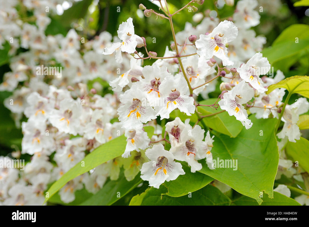 Albero Con Grandi Fiori Bianchi Catalpa Bignonioides Foto Stock Alamy