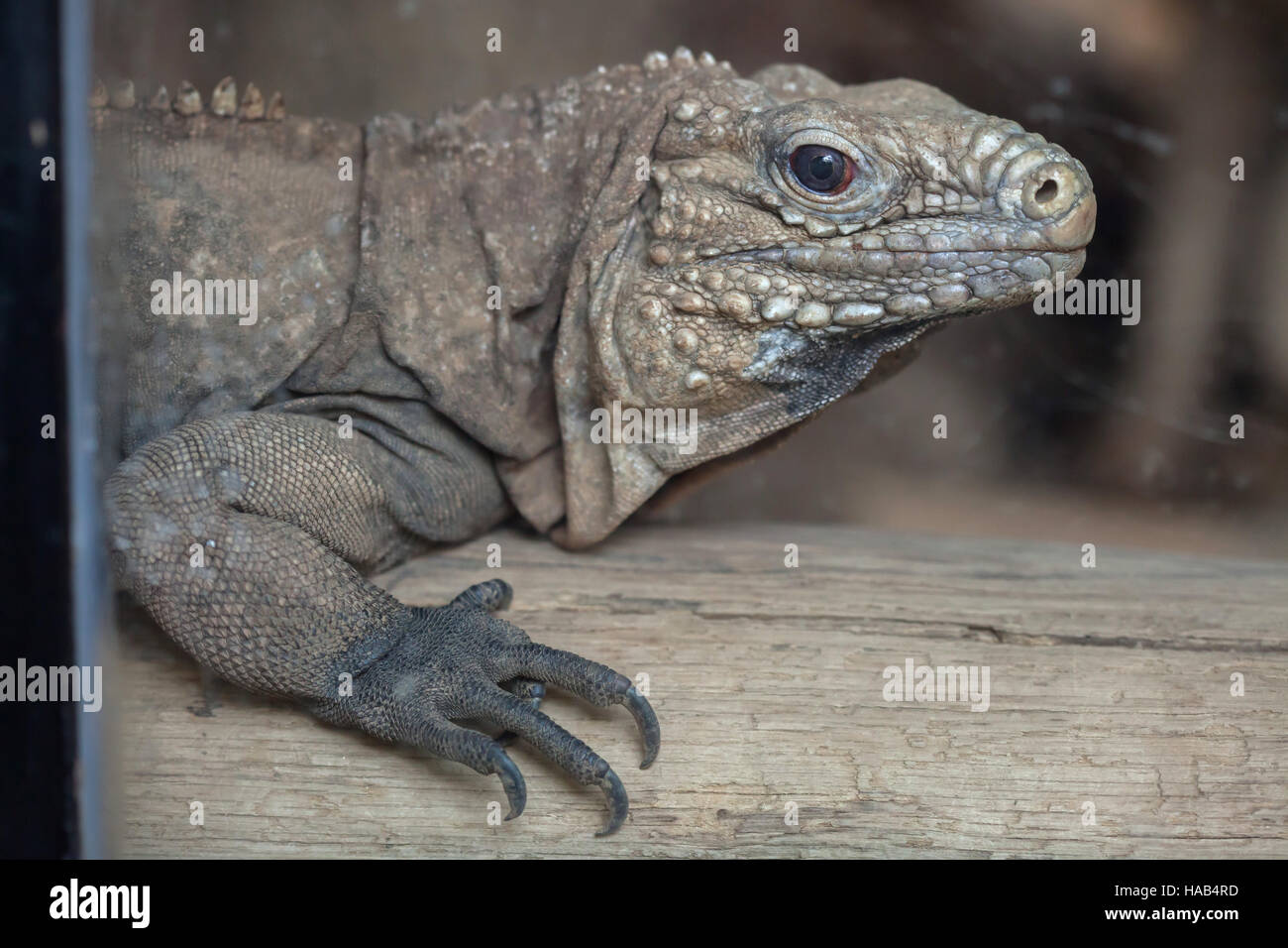 Rock cubano iguana (Cyclura nubila), noto anche come il suolo cubano iguana. Foto Stock