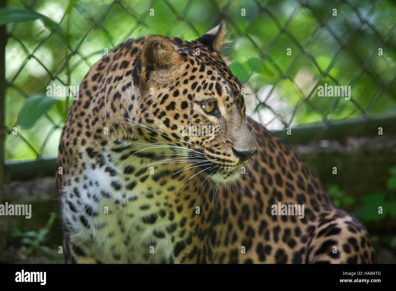 Leopardo dello Sri Lanka (Panthera pardus kotiya), noto anche come il Ceylon Leopard presso lo Zoo di Brno in Moravia del Sud, Repubblica Ceca. Foto Stock