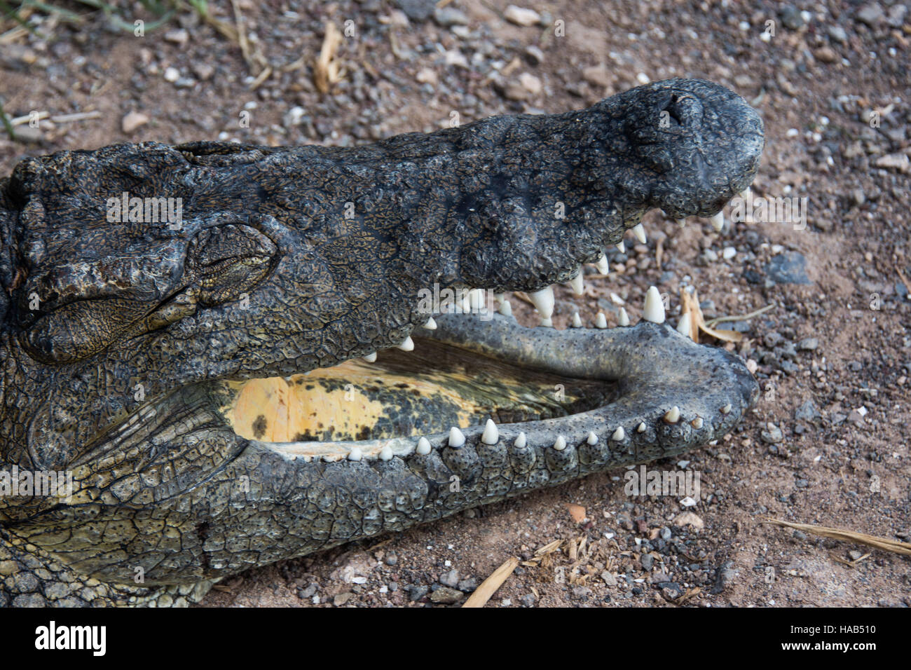 Un rettile, Fuerteventura, Isole Canarie, Europa Foto Stock