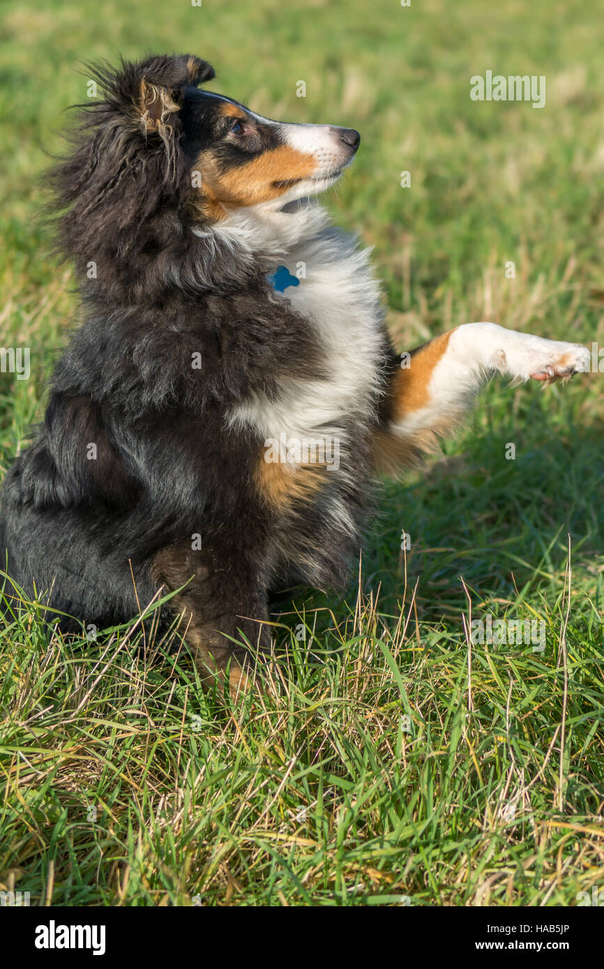Shetland Sheepdog zampa di scuotimento Foto Stock