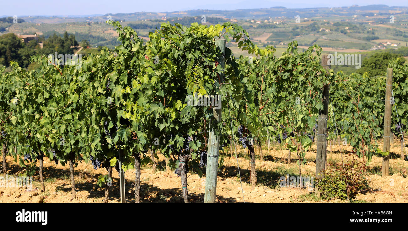 Vigneto con uve in campagna in tarda estate Foto Stock