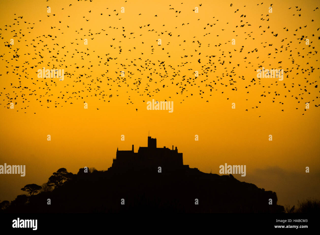 Marazion, Cornwall, Regno Unito. Il 29 novembre 2016. Regno Unito Meteo. Un freddo ma soleggiato per cominciare la giornata in Cornovaglia, con il sorgere del sole su St Michaels Mount. Visto qui decine di migliaia di storni lasciando il posatoio a Marazion Marsh RSPB riserva. Credito: Simon Maycock/Alamy Live News Foto Stock