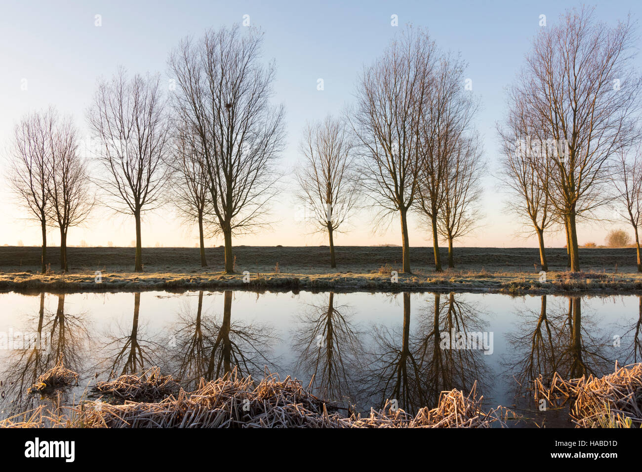 Willingham, Cambridgeshire, Regno Unito. Il 29 novembre 2016. Una linea willow alberi cresciuti per rendere mazze da cricket vengono riflessi all'alba del Vecchio West fiume nel piatto paesaggio del Cambridgeshire Fens dove la temperatura è scesa per tutta la notte a meno 4 gradi centigradi su una delle notti più freddi dell'inverno finora quest'anno. Ulteriori condizioni di congelamento sono le previsioni per i prossimi giorni. Credito Eales Julian/Alamy Live News Foto Stock