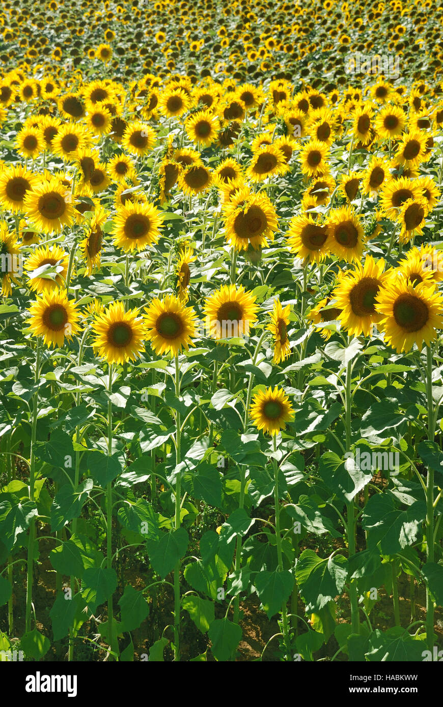 Sun di campo dei fiori Foto Stock