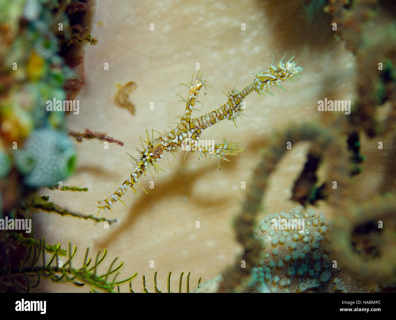 Piena chiudere l immagine di un Arlecchino Ghost Pipefish, Solenostomus Paradoxus, sulla barriera corallina delle Maldive, Oceano Indiano Foto Stock