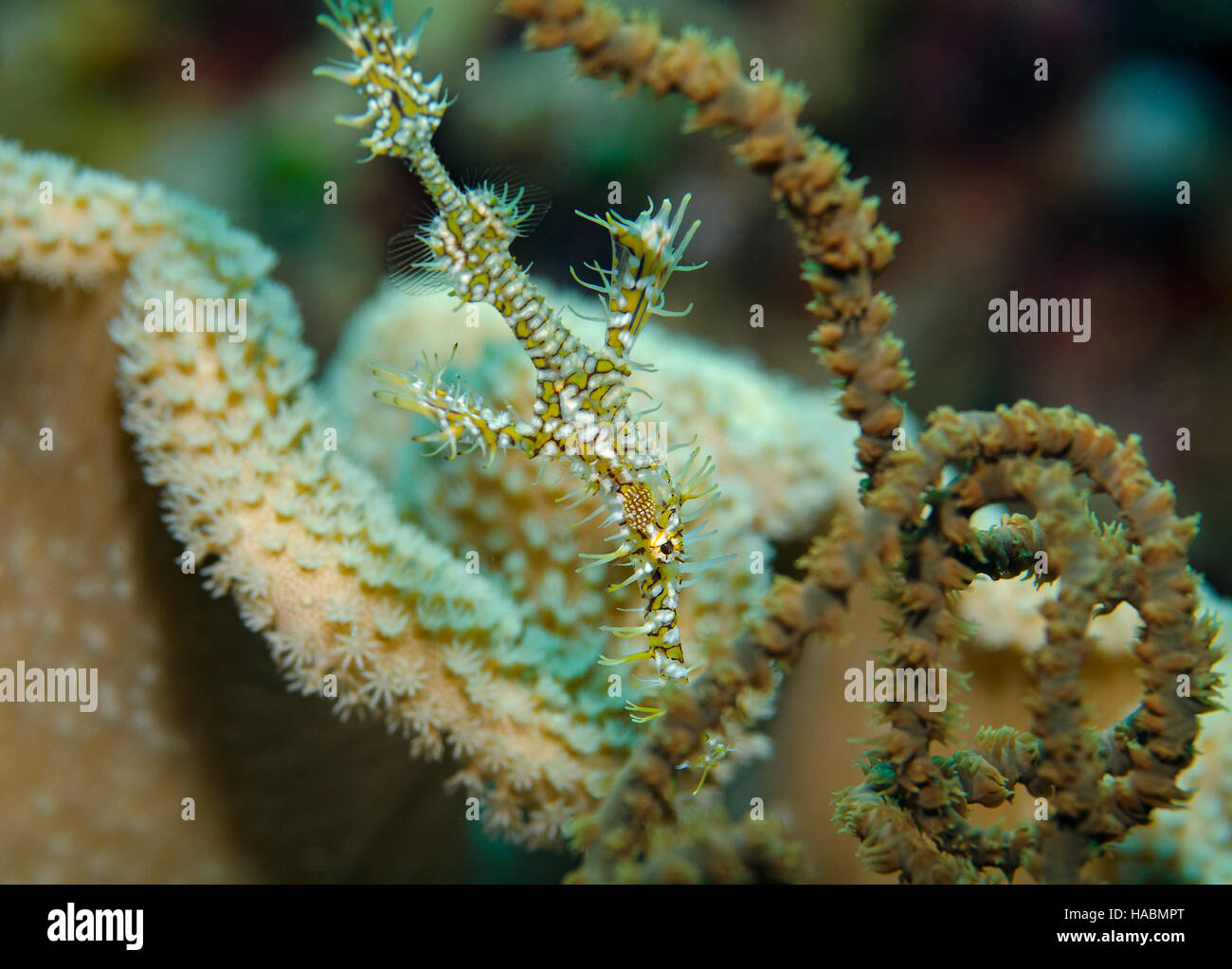 Chiudere l immagine di un Arlecchino Ghost Pipefish, Solenostomus Paradoxus, sulla barriera corallina delle Maldive, Oceano Indiano Foto Stock