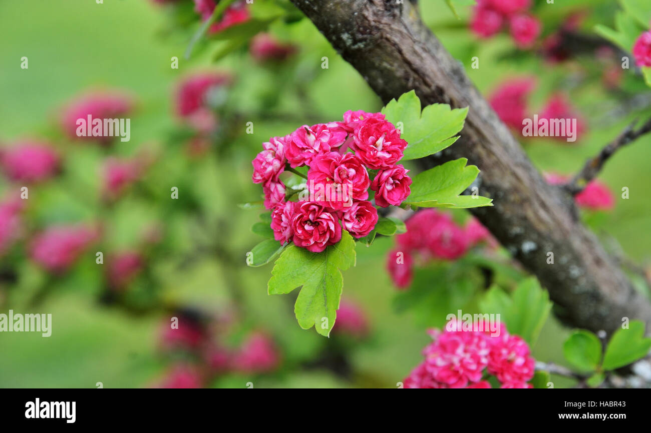 Ramo di fioritura di thornapple Foto Stock