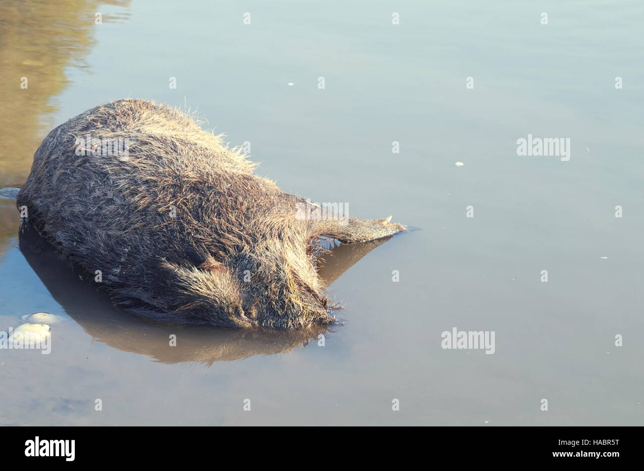 Morto il cinghiale selvaggio animale annegato nell'acqua in orizzontale Foto Stock